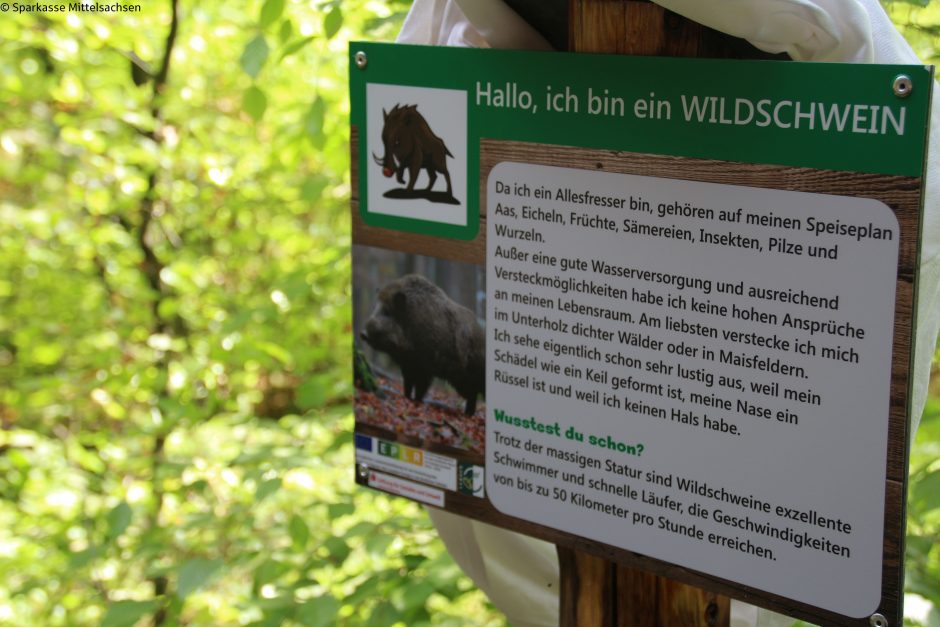 Den Tieren des Waldes auf der Spur: Förderung für Naturlehrpfade