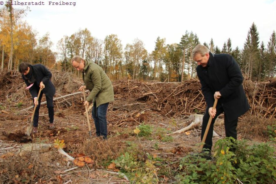 Neue Bäume für den Freiberger Stadtwald.